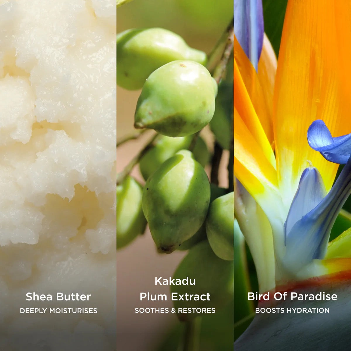 Skin Feast (Nourishing Moisturiser)